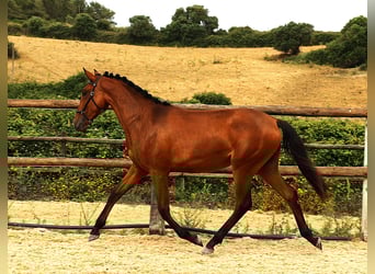 Lusitano, Klacz, 1 Rok, 165 cm, Gniada