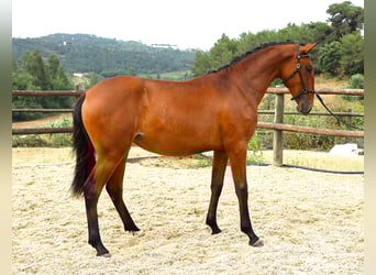 Lusitano, Klacz, 1 Rok, 165 cm, Gniada