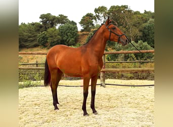 Lusitano, Klacz, 1 Rok, 165 cm, Gniada
