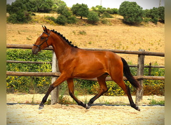 Lusitano, Klacz, 1 Rok, 165 cm, Gniada