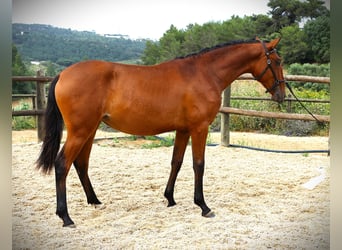 Lusitano, Klacz, 1 Rok, 165 cm, Gniada