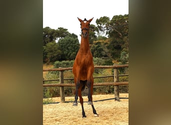 Lusitano, Klacz, 1 Rok, 165 cm, Gniada
