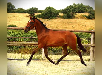 Lusitano, Klacz, 1 Rok, 165 cm, Gniada