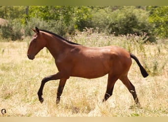 Lusitano, Klacz, 1 Rok, Gniada