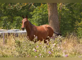 Lusitano, Klacz, 1 Rok, Gniada