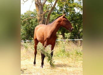 Lusitano, Klacz, 1 Rok, Gniada