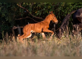 Lusitano, Klacz, 1 Rok, Gniada