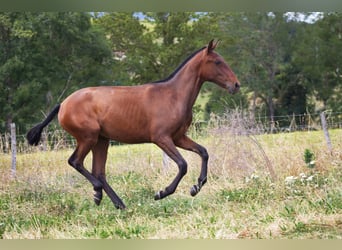 Lusitano, Klacz, 1 Rok, Gniada