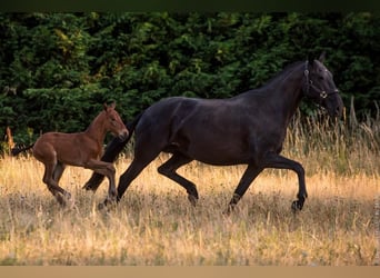 Lusitano, Klacz, 1 Rok, Gniada