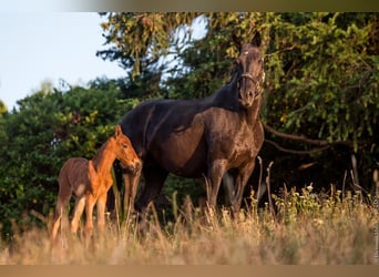 Lusitano, Klacz, 1 Rok, Gniada