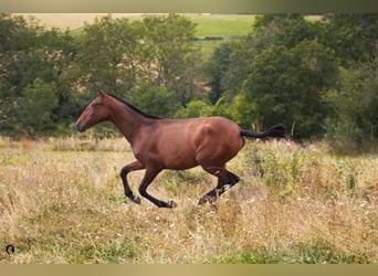 Lusitano, Klacz, 1 Rok, Gniada