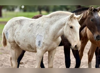 Lusitano, Klacz, 1 Rok, Izabelowata