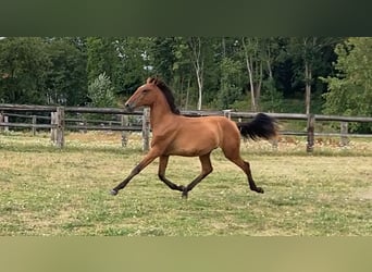 Lusitano, Klacz, 1 Rok, Jasnogniada