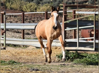 Lusitano, Klacz, 2 lat, 145 cm, Bułana