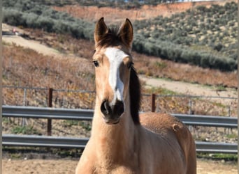 Lusitano, Klacz, 2 lat, 145 cm, Bułana