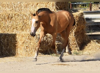 Lusitano, Klacz, 2 lat, 145 cm, Bułana