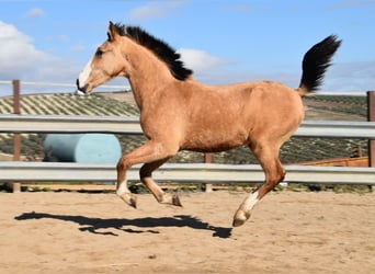 Lusitano, Klacz, 2 lat, 145 cm, Bułana