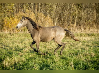 Lusitano, Klacz, 2 lat, 146 cm, Siwa