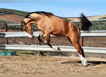 Lusitano, Klacz, 2 lat, 150 cm, Bułana