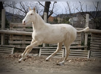 Lusitano, Klacz, 2 lat, 150 cm, Cremello