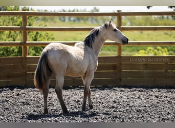 Lusitano Mix, Klacz, 2 lat, 155 cm, Bułana