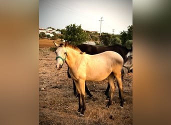 Lusitano, Klacz, 2 lat, 156 cm, Bułana