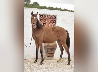 Lusitano, Klacz, 2 lat, 158 cm, Gniada