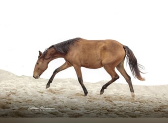 Lusitano, Klacz, 2 lat, 158 cm, Gniada