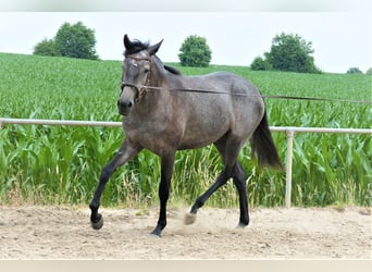Lusitano, Klacz, 2 lat, 158 cm, Karosiwa