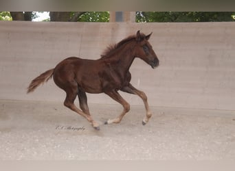 Lusitano, Klacz, 2 lat, 160 cm, Ciemnokasztanowata