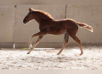 Lusitano, Klacz, 2 lat, 160 cm, Ciemnokasztanowata