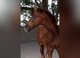 Lusitano, Klacz, 2 lat, 160 cm, Ciemnokasztanowata