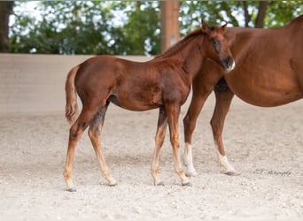 Lusitano, Klacz, 2 lat, 160 cm, Ciemnokasztanowata