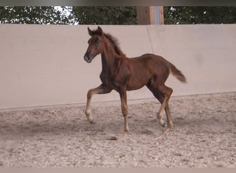 Lusitano, Klacz, 2 lat, 160 cm, Ciemnokasztanowata