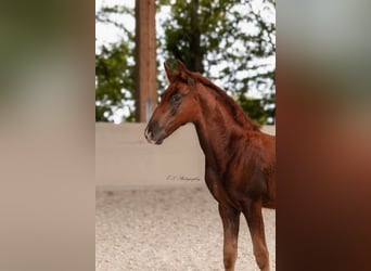 Lusitano, Klacz, 2 lat, 160 cm, Ciemnokasztanowata