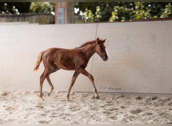 Lusitano, Klacz, 2 lat, 160 cm, Ciemnokasztanowata