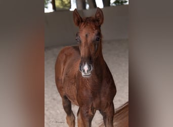 Lusitano, Klacz, 2 lat, 160 cm, Ciemnokasztanowata