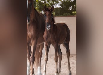 Lusitano, Klacz, 2 lat, 160 cm, Ciemnokasztanowata