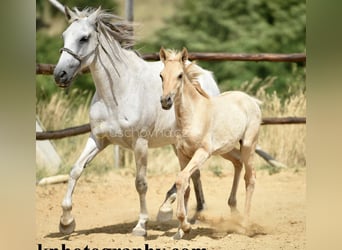 Lusitano, Klacz, 2 lat, 160 cm, Dunalino