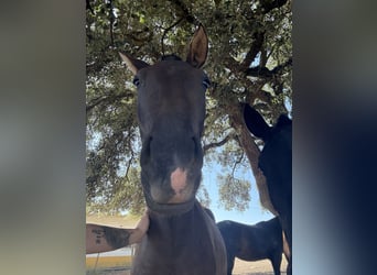 Lusitano, Klacz, 2 lat, 160 cm, Kara