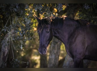 Lusitano, Klacz, 2 lat, 160 cm, Kara