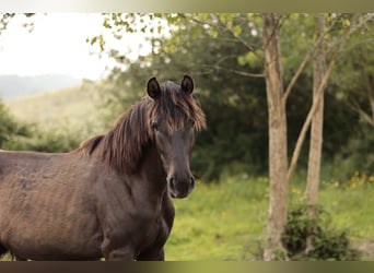 Lusitano, Klacz, 2 lat, 160 cm, Kara