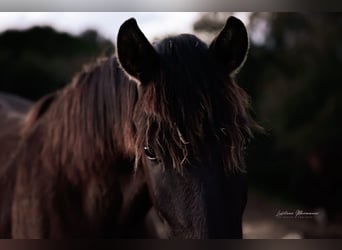Lusitano, Klacz, 2 lat, 160 cm, Kara