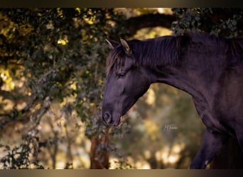 Lusitano, Klacz, 2 lat, 160 cm, Kara