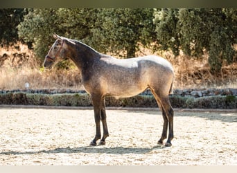 Lusitano, Klacz, 2 lat, 160 cm, Siwa