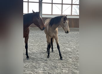 Lusitano, Klacz, 2 lat, 161 cm, Bułana