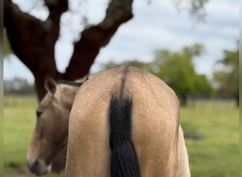 Lusitano, Klacz, 2 lat, 162 cm, Bułana