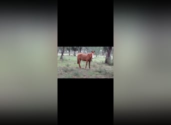 Lusitano Mix, Klacz, 2 lat, 162 cm, Kasztanowata