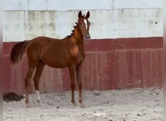 Lusitano Mix, Klacz, 2 lat, 163 cm, Tarantowata