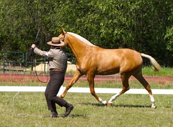 Lusitano, Klacz, 2 lat, 164 cm, Izabelowata